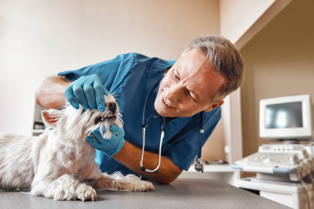 Best 24-Hour Emergency Dental Care in Dunbar, SC